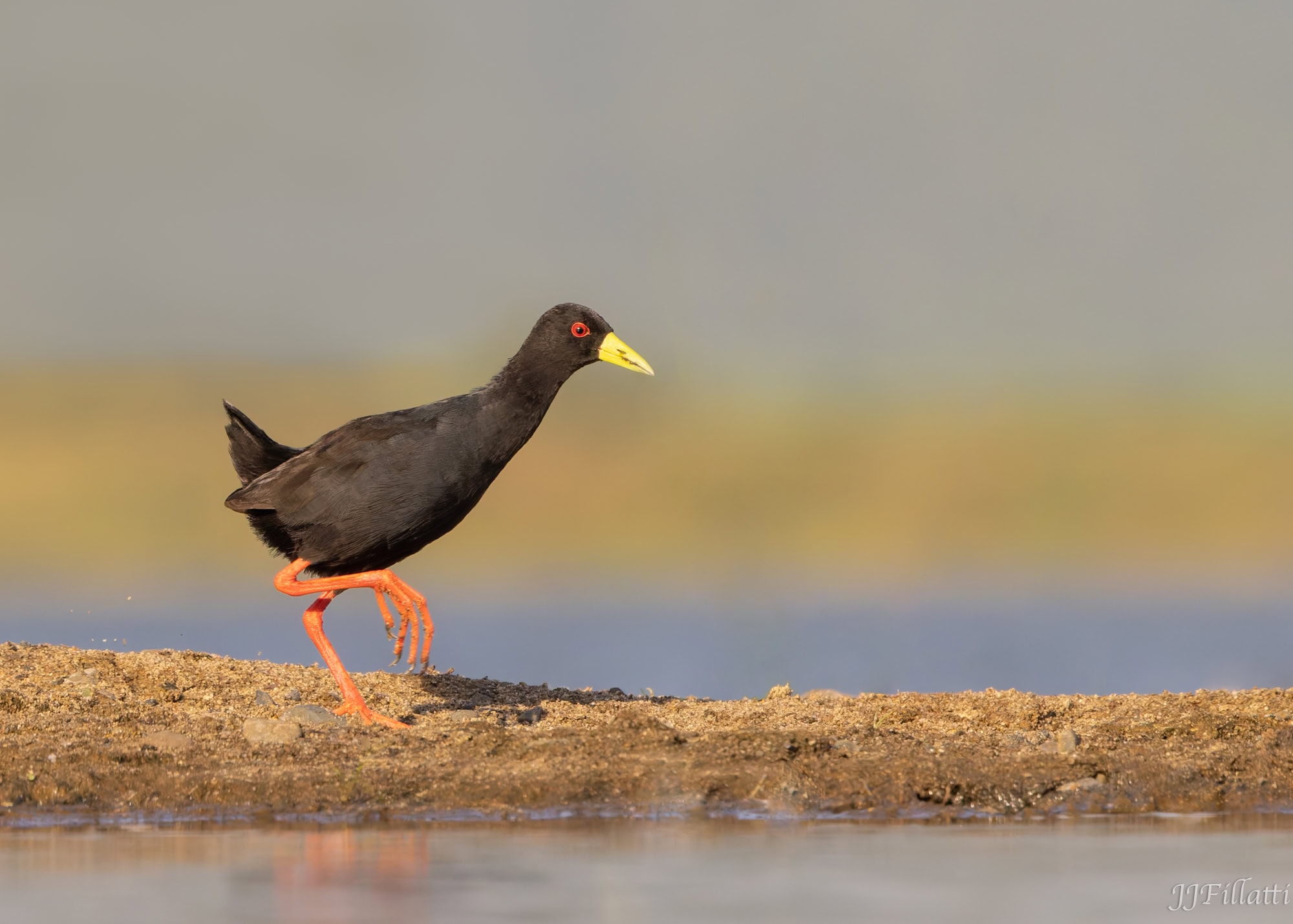 wildlife of Zimanga image 41